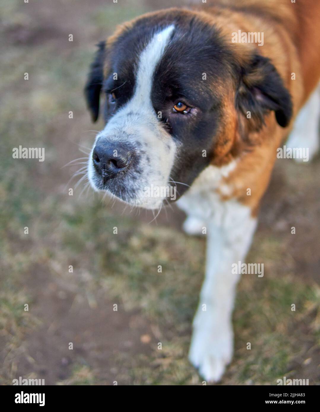 close-up of saint bernard puppy on the garden in Argentina. Top view and selective focus Stock Photo