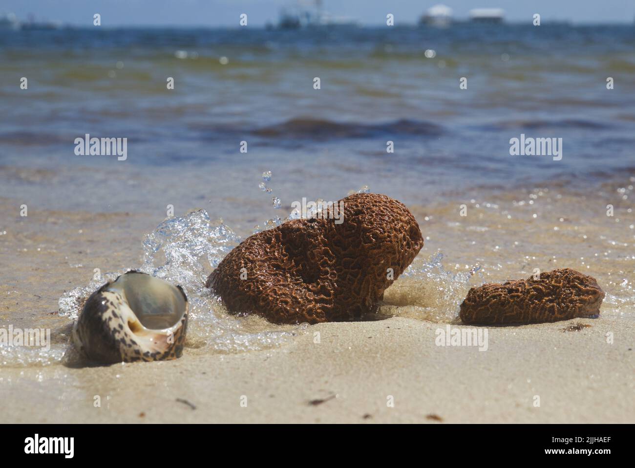 shell a coral on the sand beach, sea waves and ships at the background ...