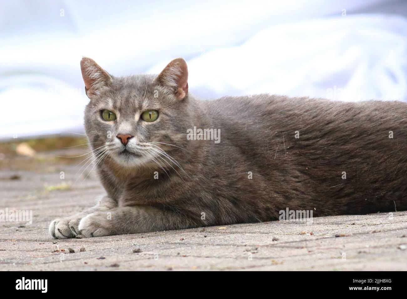 cat lying on the ground Stock Photo