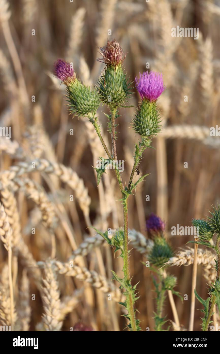 thristle growing high. pink flower wants to reach bkue sky. thristle enjoying to grow inside wheat field. during summer and before harvest of wheat. Stock Photo