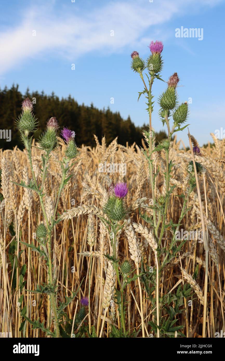 thristle growing high. pink flower wants to reach bkue sky. thristle enjoying to grow inside wheat field. during summer and before harvest of wheat. Stock Photo