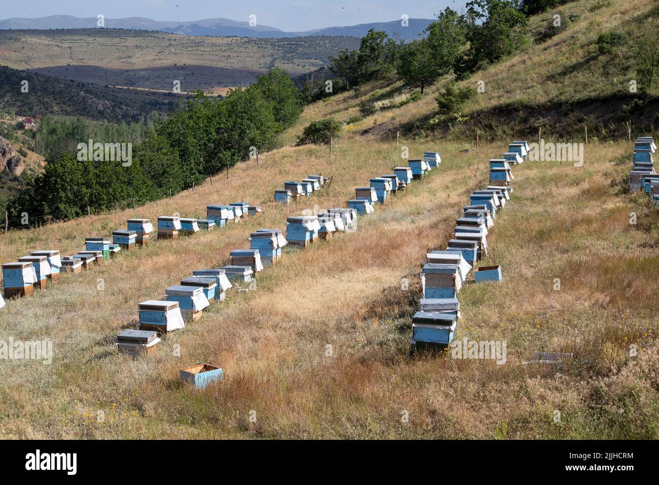 Honey bee hives placed in nature to make honey Stock Photo - Alamy