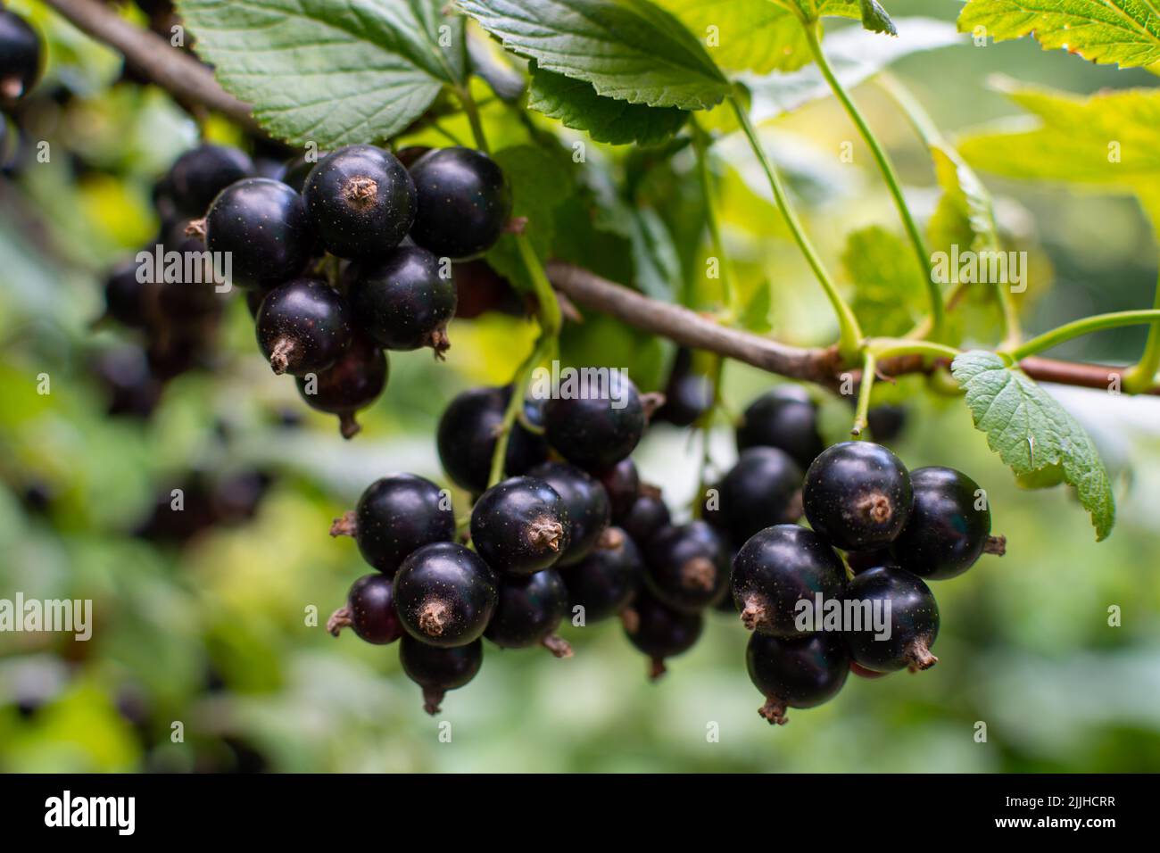 Branch of black currant with many ripe berries Stock Photo