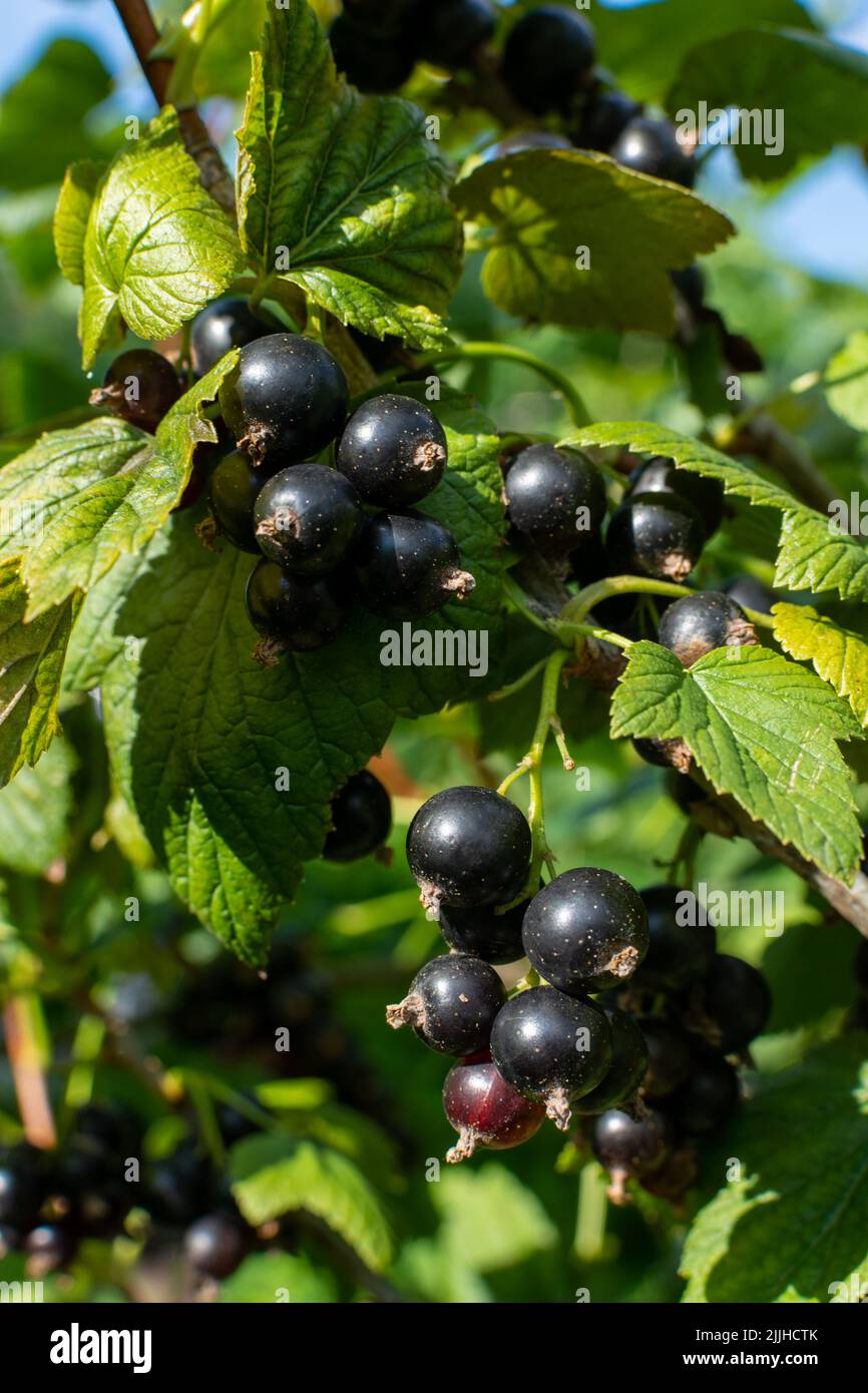 Branch of black currant with many ripe berries Stock Photo