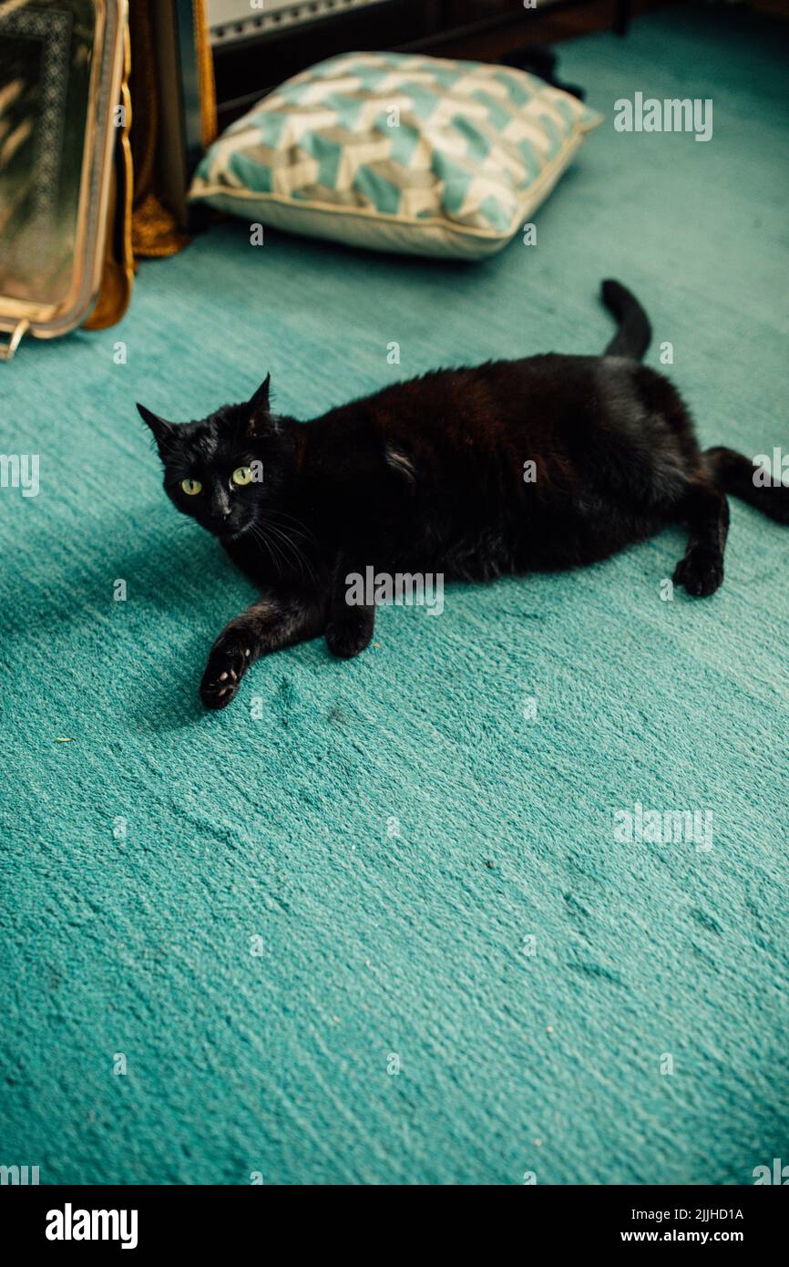 black cat sprawled out on teal living room carpet Stock Photo