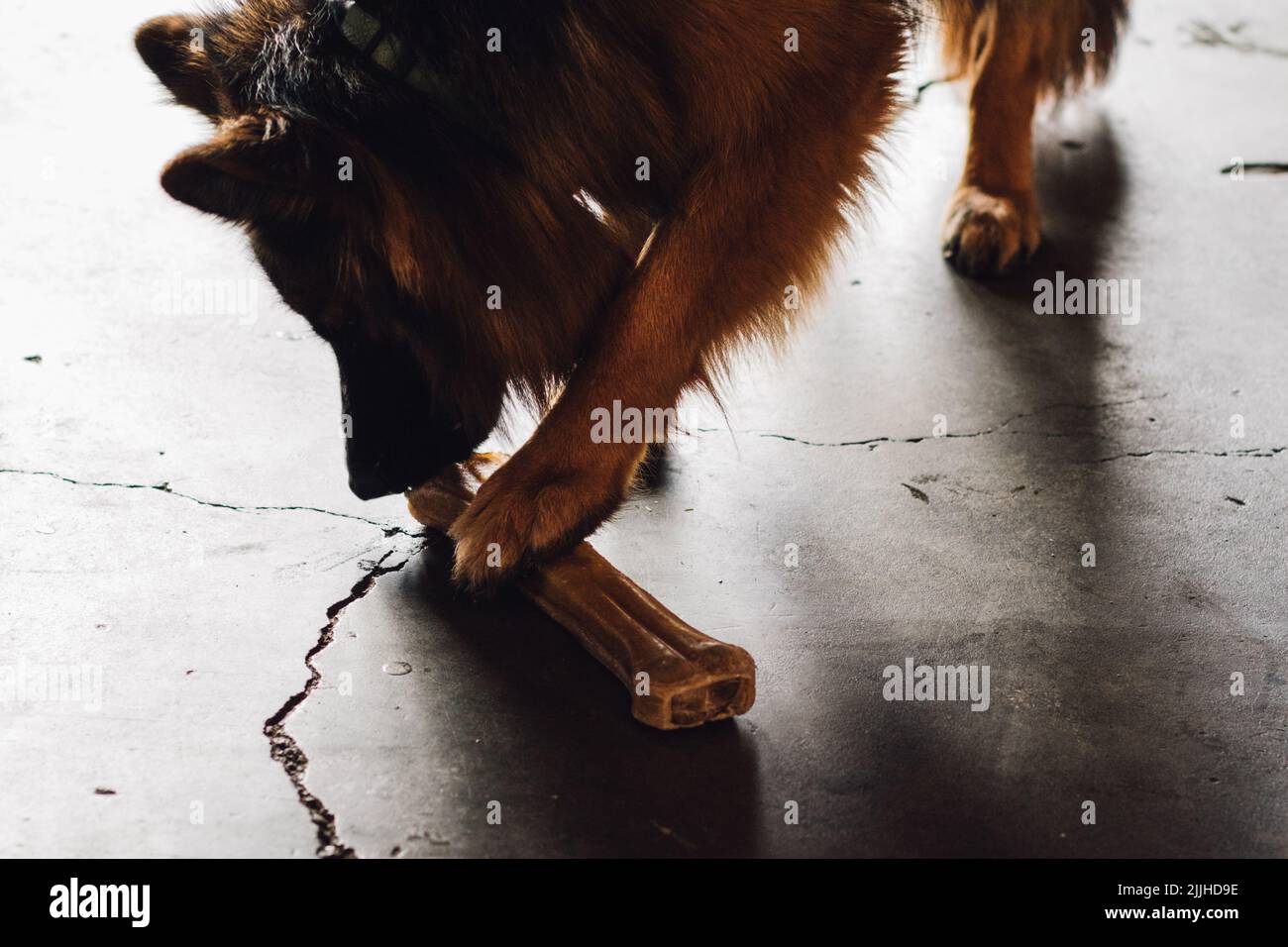 German Shepherd dog with bone Stock Photo Alamy
