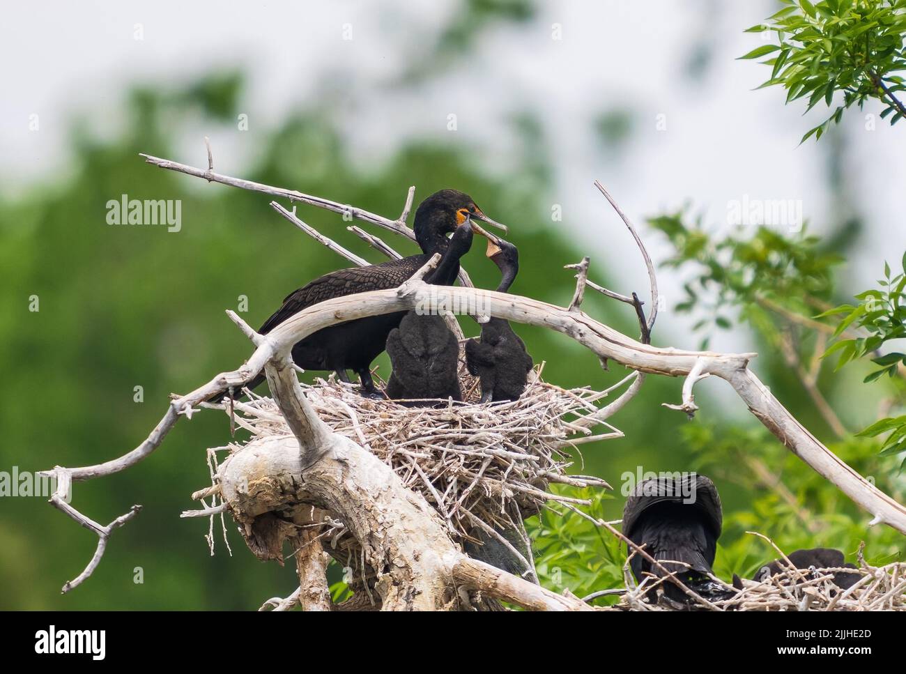 Double-crested Cormorant chicks in a nest attach their hooked bills onto the parent's bill in anticipation of a meal. Stock Photo