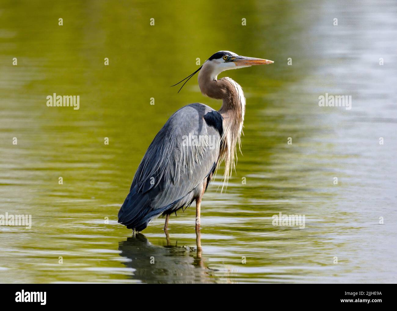 A Great Blue Heron looks skyward while wading in a golden green pond. Stock Photo