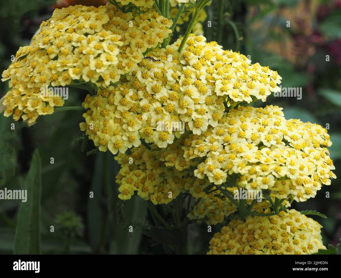 Achillea Millefolium Desert Eve Yellow (or yellow yarrow) is a herbaceous perennial with clusters of flattened flower heads appearing in early summer. Stock Photo