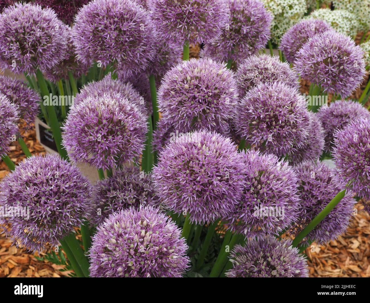Flower heads of  'Allium Round and Purple' grown from bulbs in full flower at RHS Tatton Park flower show in Cheshire, England, 2022. Stock Photo