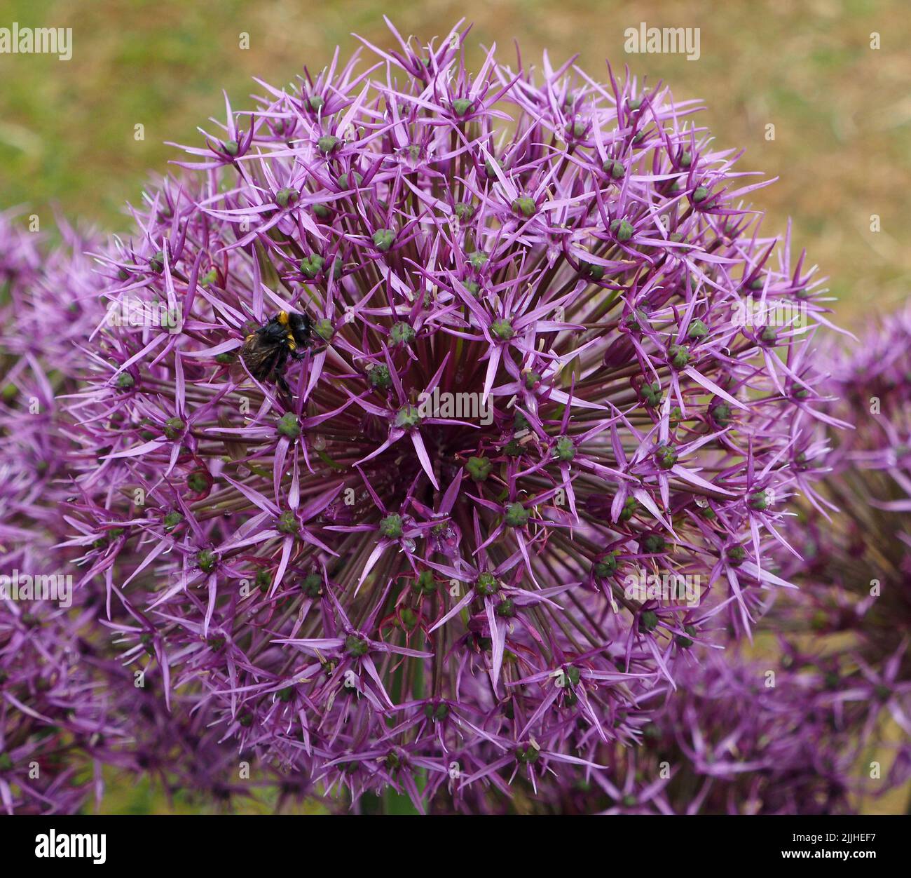 Close up macro shot of a single inflorescence of Allium Round 'n Purple showing the various flowerlets with a bee collecting nectar. Stock Photo