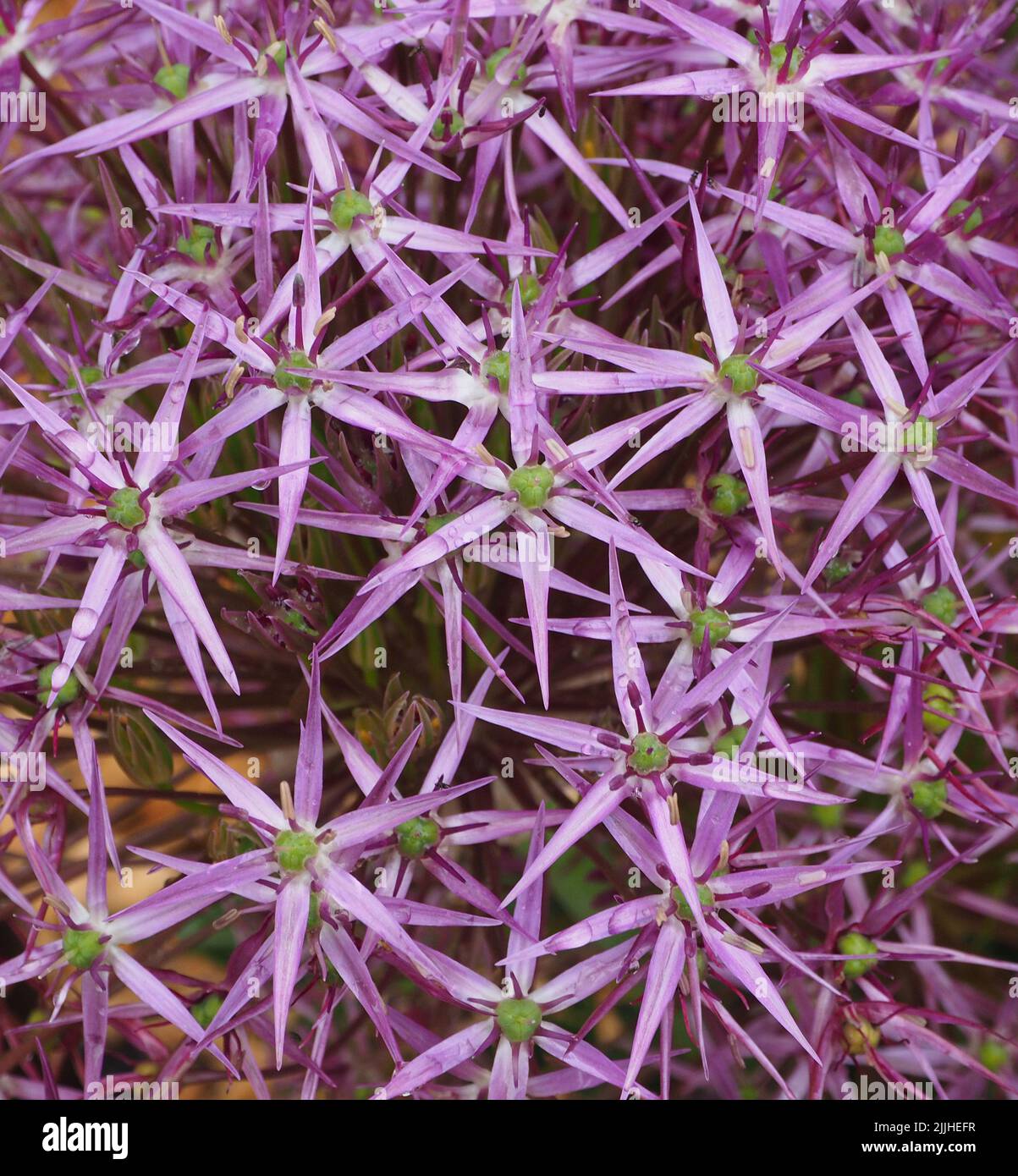 Close up macro shot of a single inflorescence of purple Allium Christophii showing the various flowerlets Stock Photo