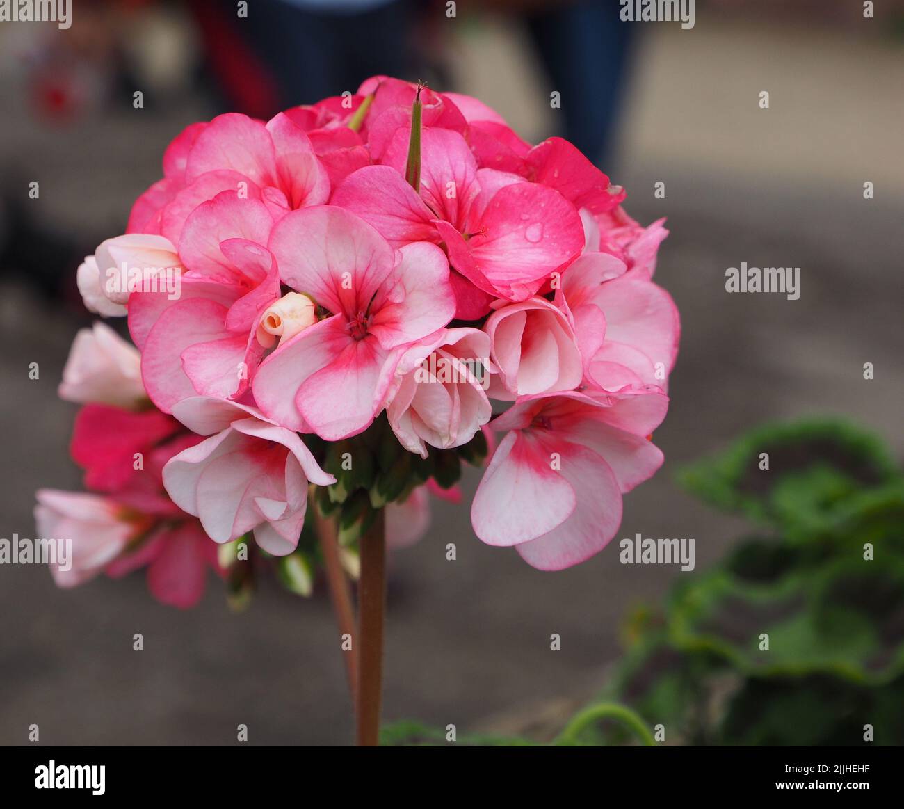 Pelargonium peltatum hires stock photography and images Alamy