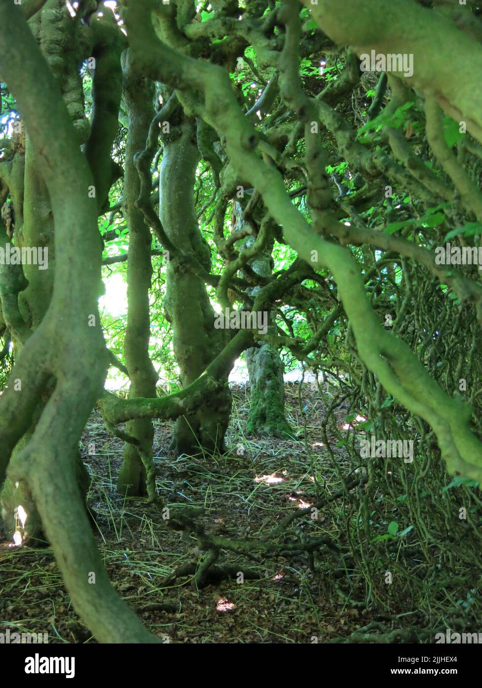 The Great Beech Hedge is an original feature of the 1690s layout of Levens Hall gardens - inside it is a world of tall trunks & gnarled branches. Stock Photo