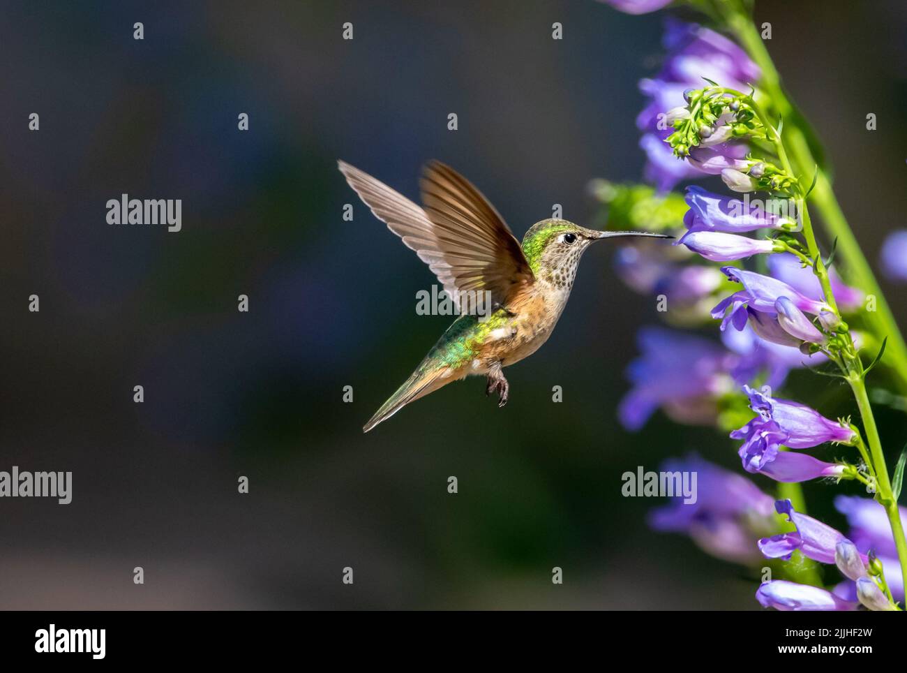 A female Broad-tailed Hummingbird approaching a Rocky Mountain Penstemon flower stalk with upright wings against a dark background. Stock Photo