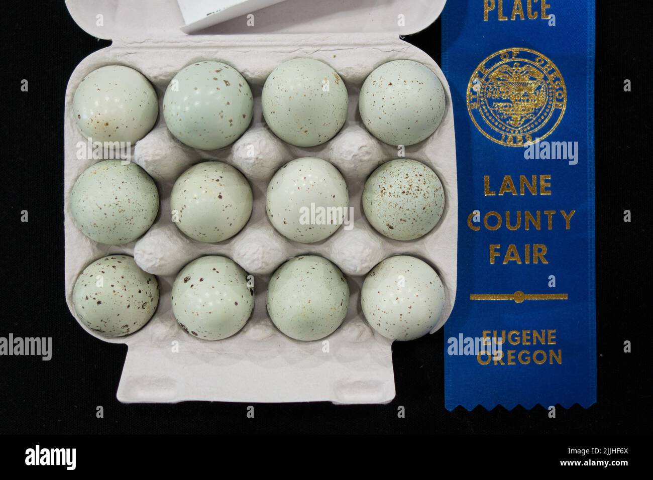 The first place blue ribbon winner in the eggs competition, with quail eggs,  at the Lane County Fair in Eugene, Oregon. Stock Photo