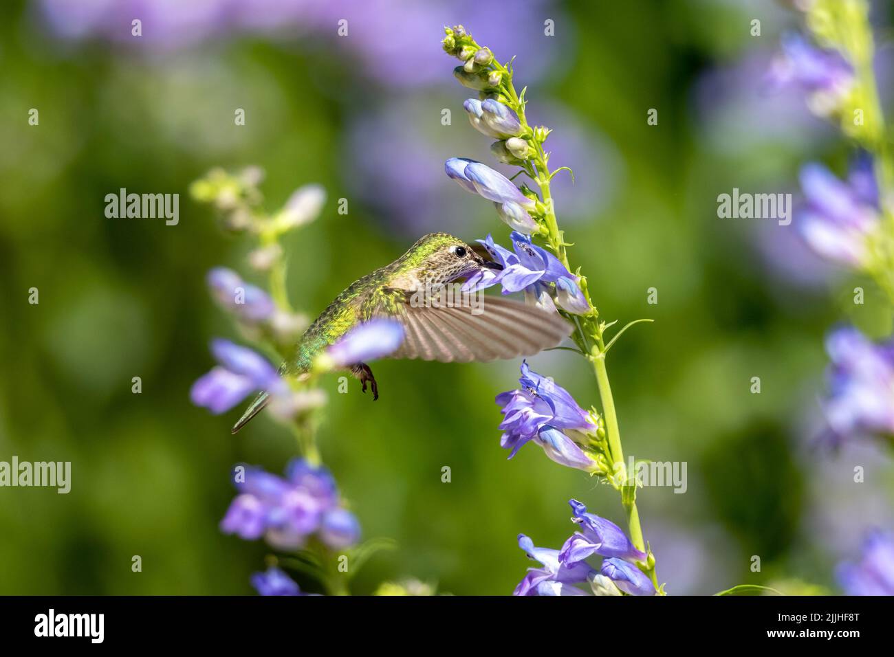 A female Broad-tailed Hummingbird drinking nectar from the flower of a Rocky Mountain Penstemon plant, with a soft garden background. Stock Photo