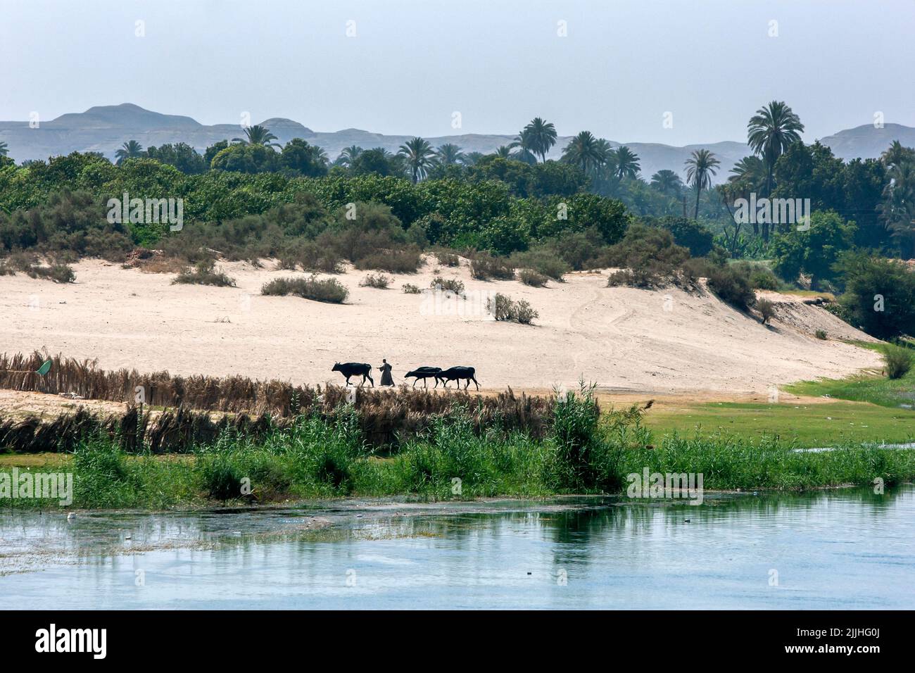 A man leads cattle along the bank of the River Nile at Edfu in Egypt on a hot day. Stock Photo