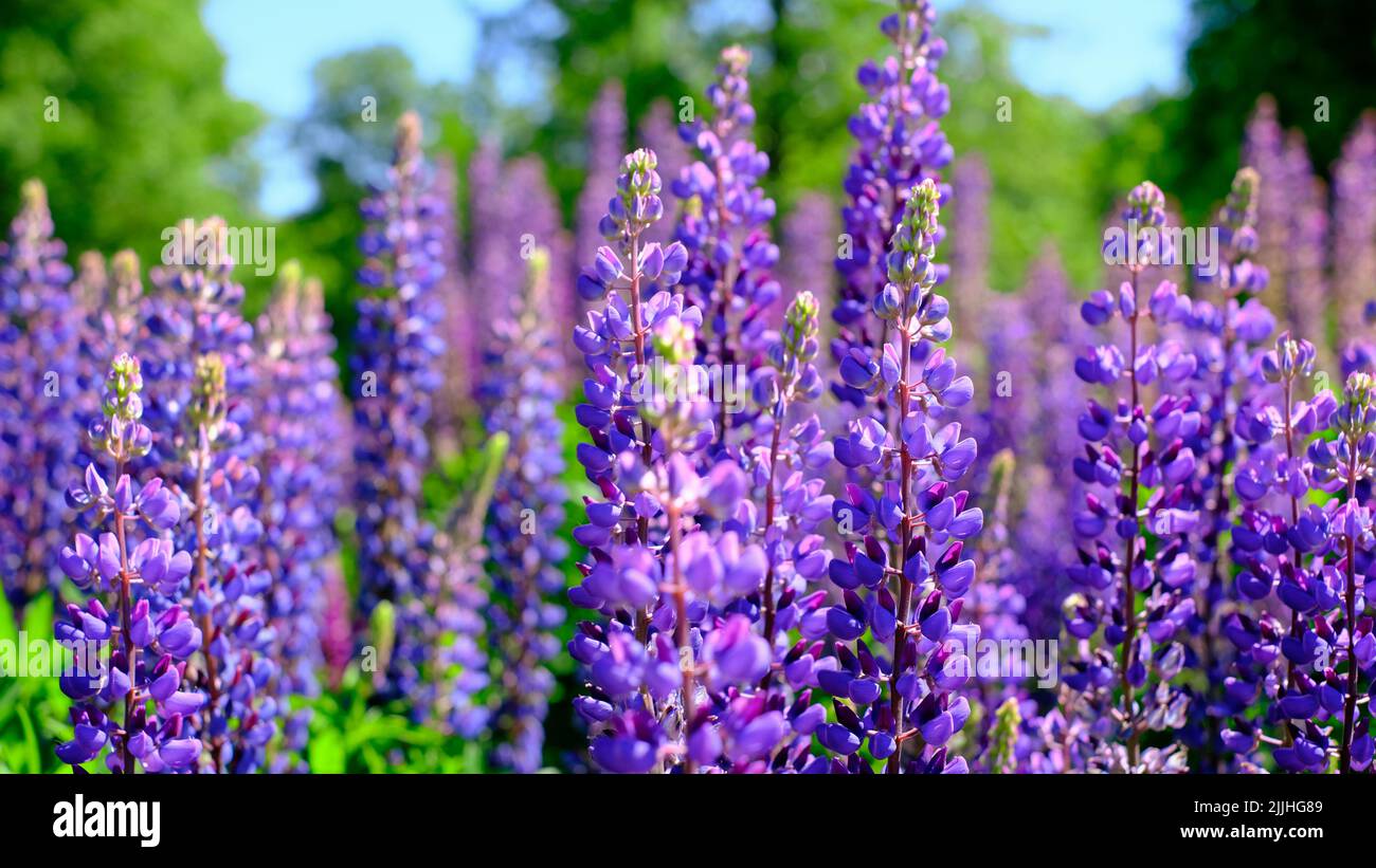 A beautiful natural background for your projects in banner format with a field of lupine flowers on a clear summer day Stock Photo