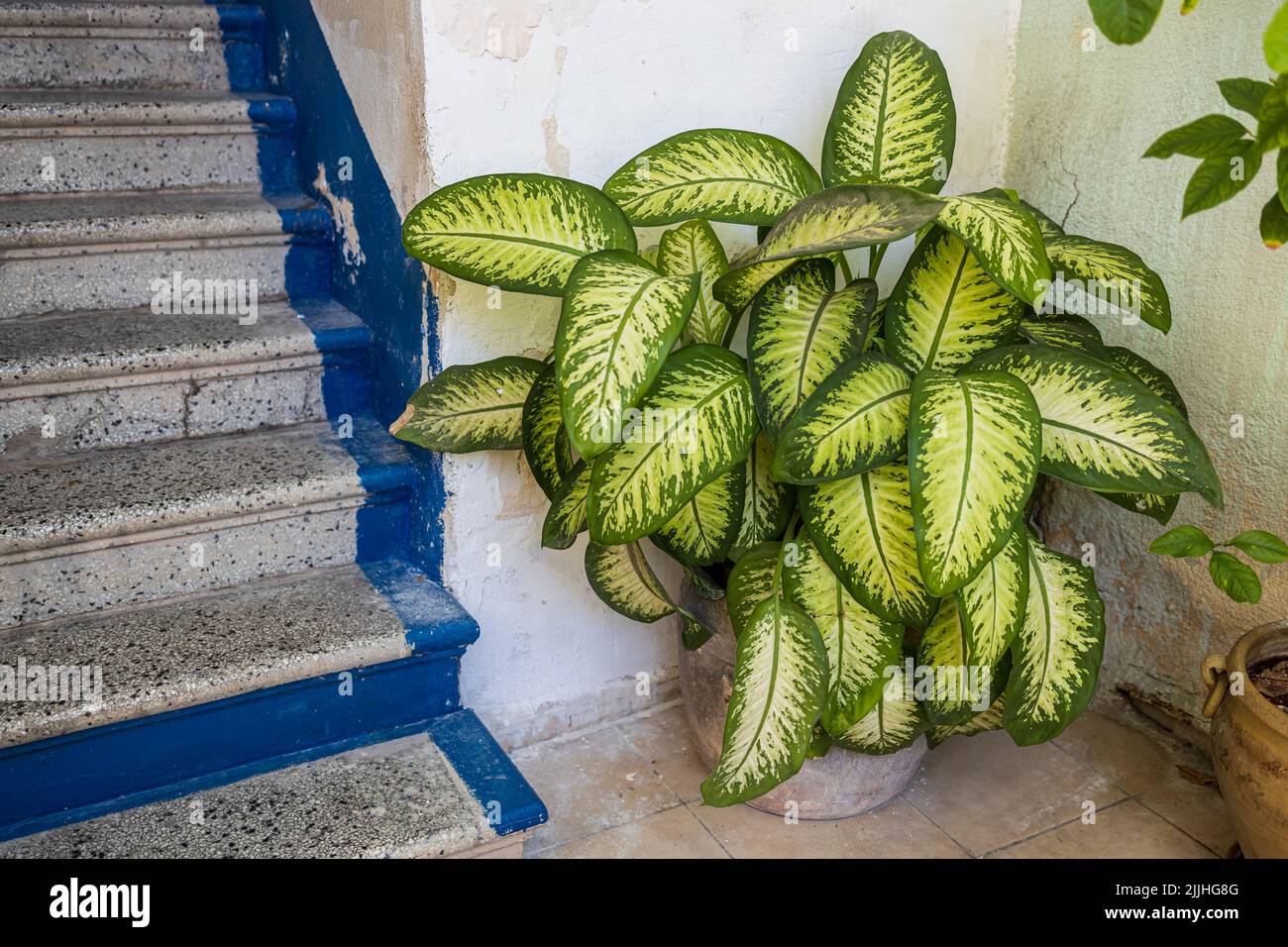 Dieffenbachia plant in a tub near the stairs as an entrance decoration Stock Photo