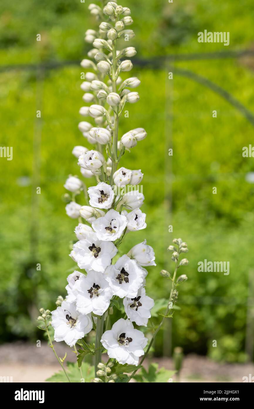 Close up of a white delphinium flower in bloom Stock Photo