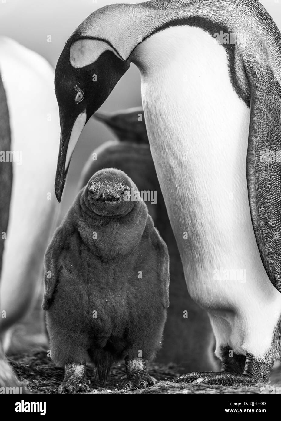 The king penguin (Aptenodytes patagonicus) is the 2nd largest species of penguin and breeds at several locations in the Falkland Islands Stock Photo