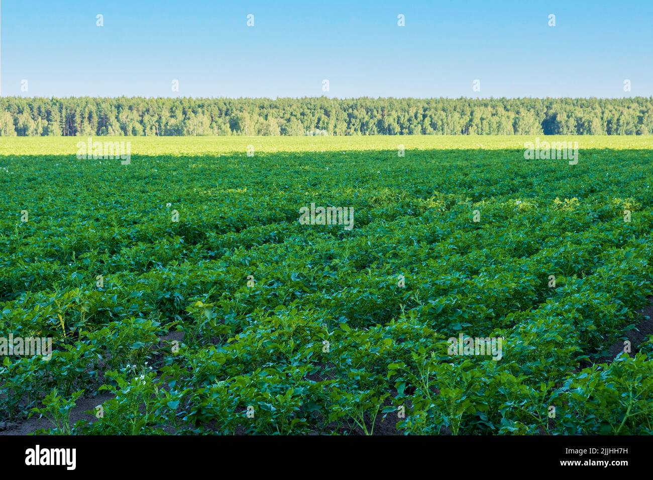 Field with planted and ripening potatoes Stock Photo