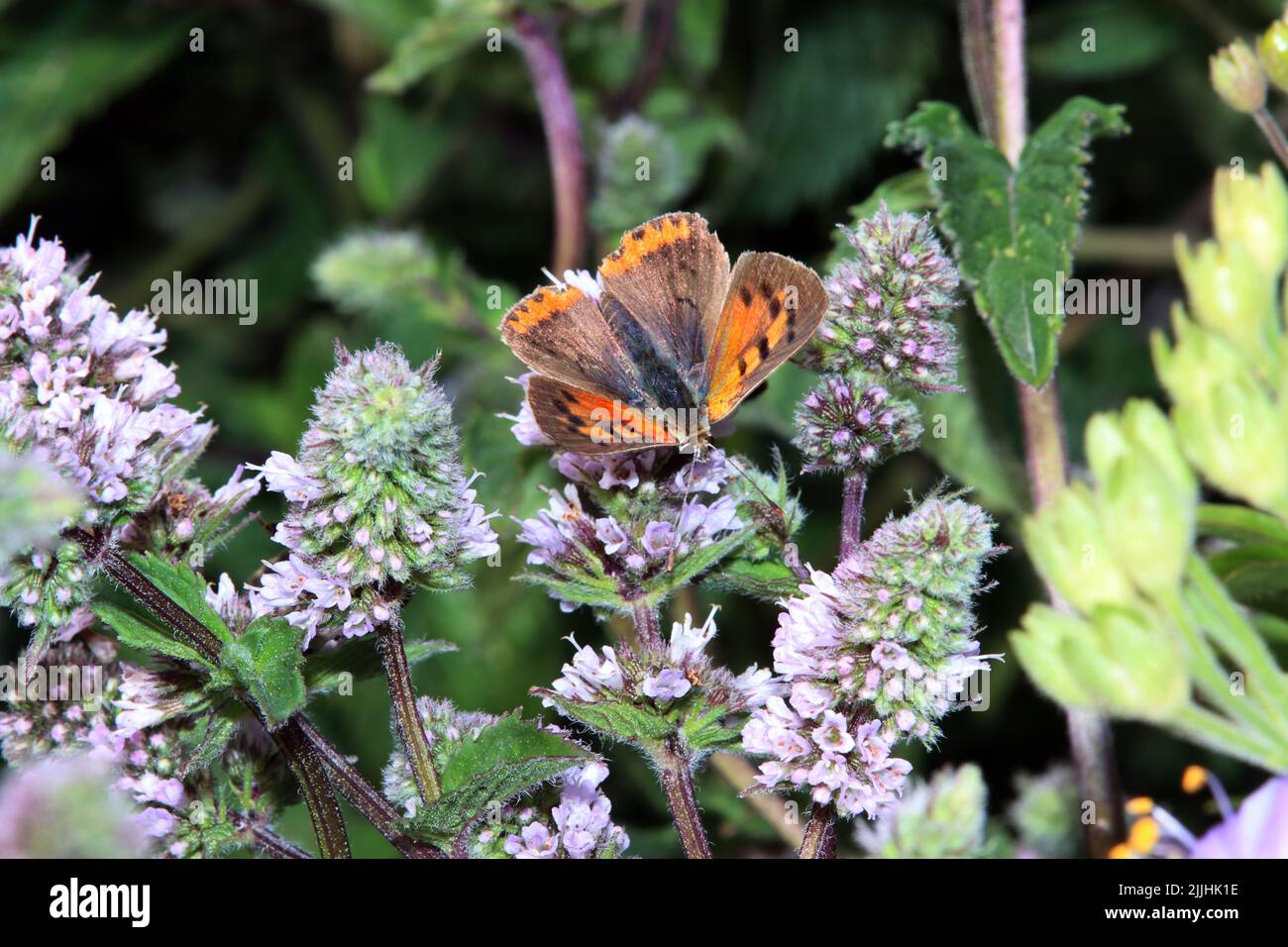 Kleine Feuerfalter (Lycaena phlaeas) auf einer Minze (Mentha spec.) im