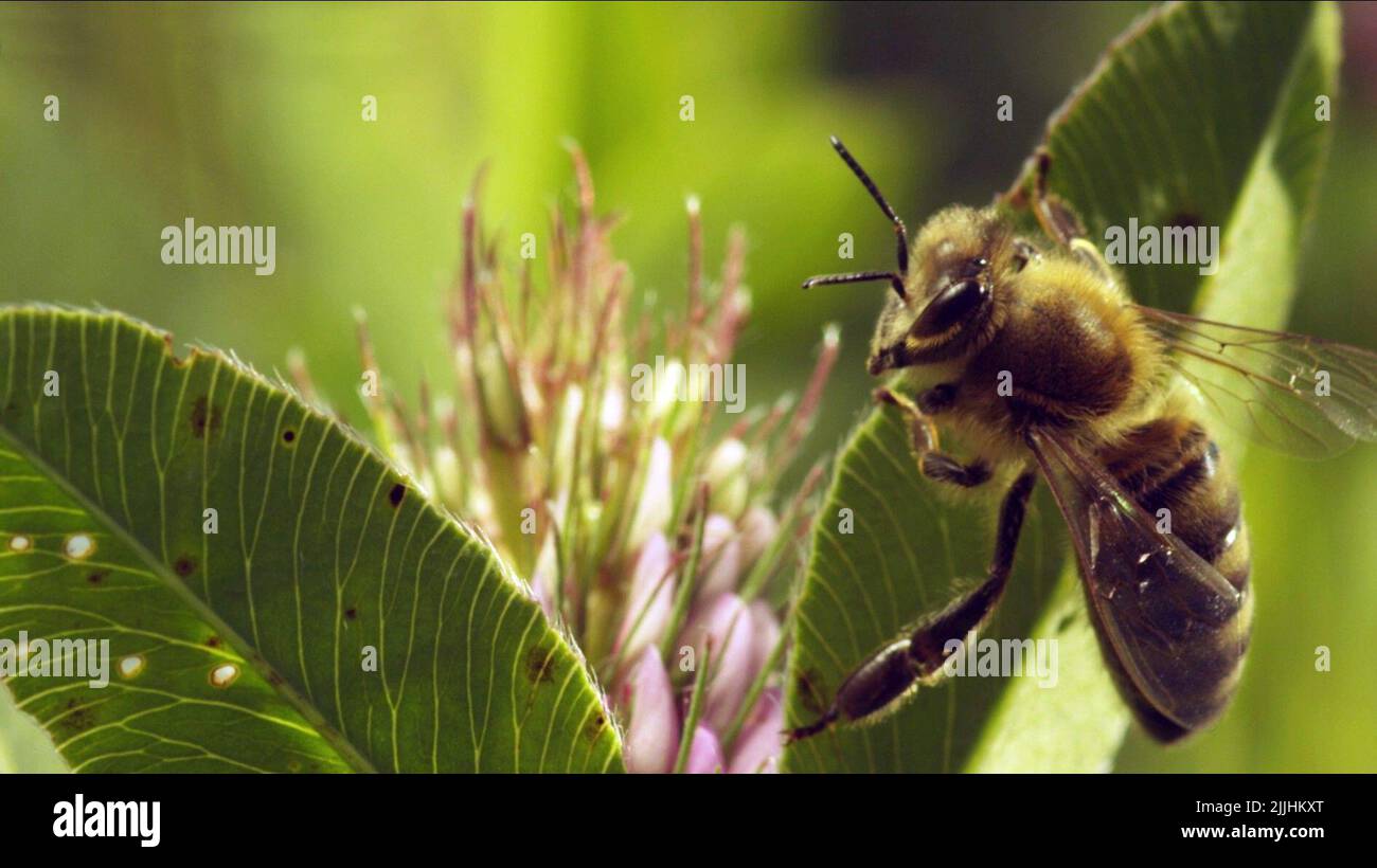 BEE, MORE THAN HONEY, 2012 Stock Photo