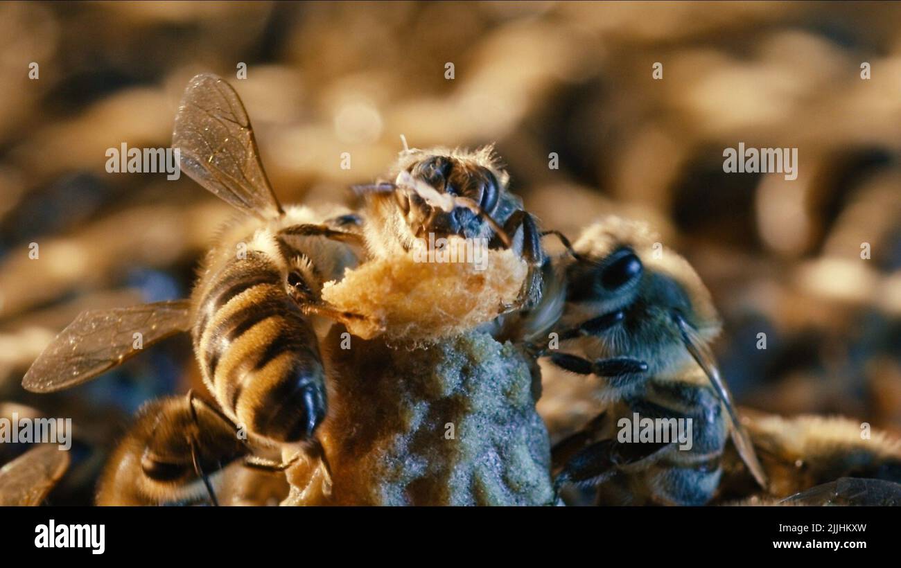 BEES, MORE THAN HONEY, 2012 Stock Photo