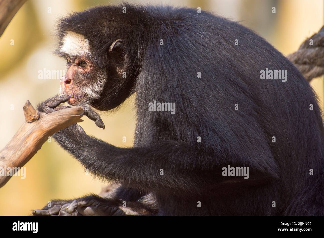 Spider monkey, a primate common on the Amazon Forest Stock Photo