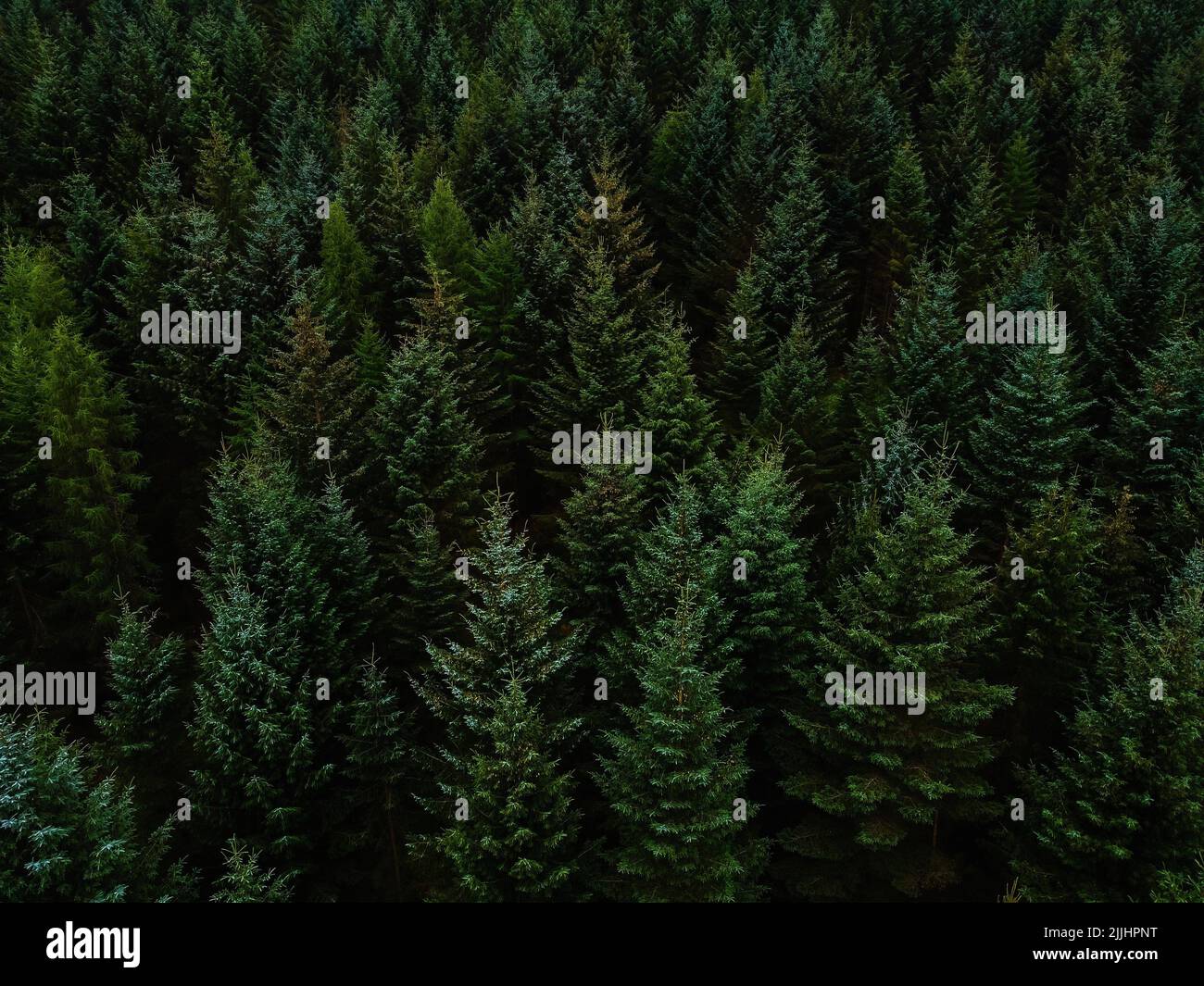 Aerial woodland canopy uk hi-res stock photography and images - Alamy