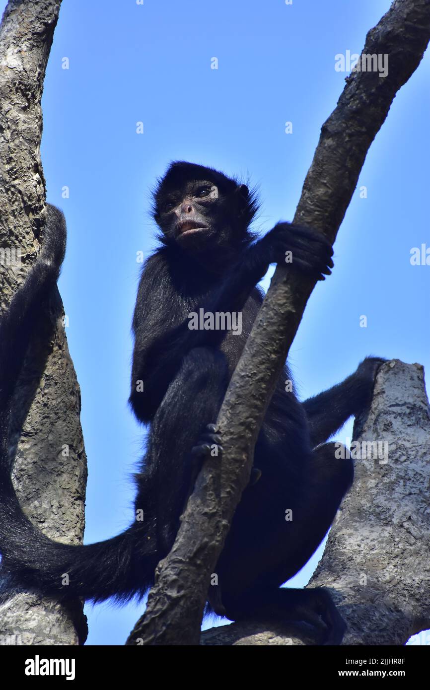 Spider monkey, a primate common on the Amazon Forest Stock Photo - Alamy