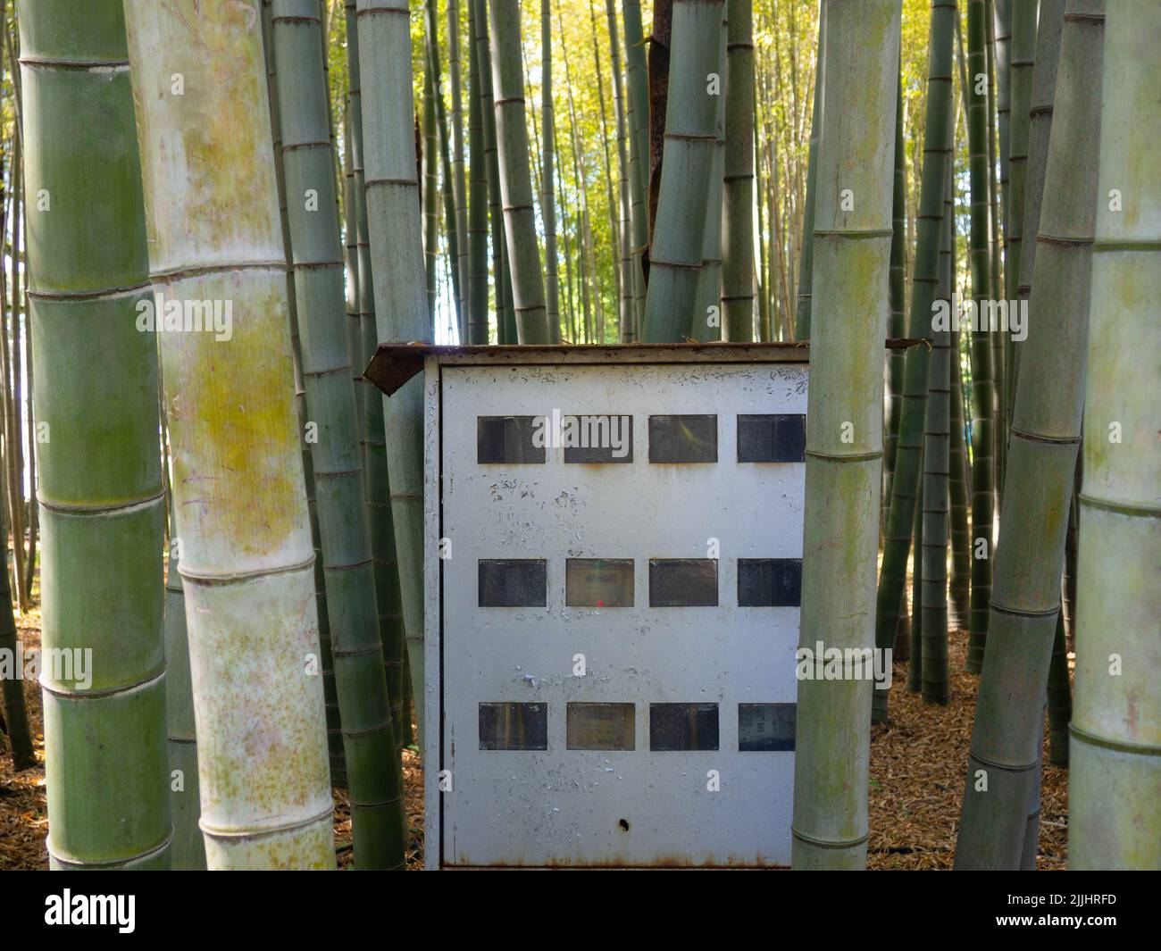 Bamboo grove. Plant stems. Thick bamboo forest. Southern nature. Fast growing plant. Electric meter in the forest Stock Photo