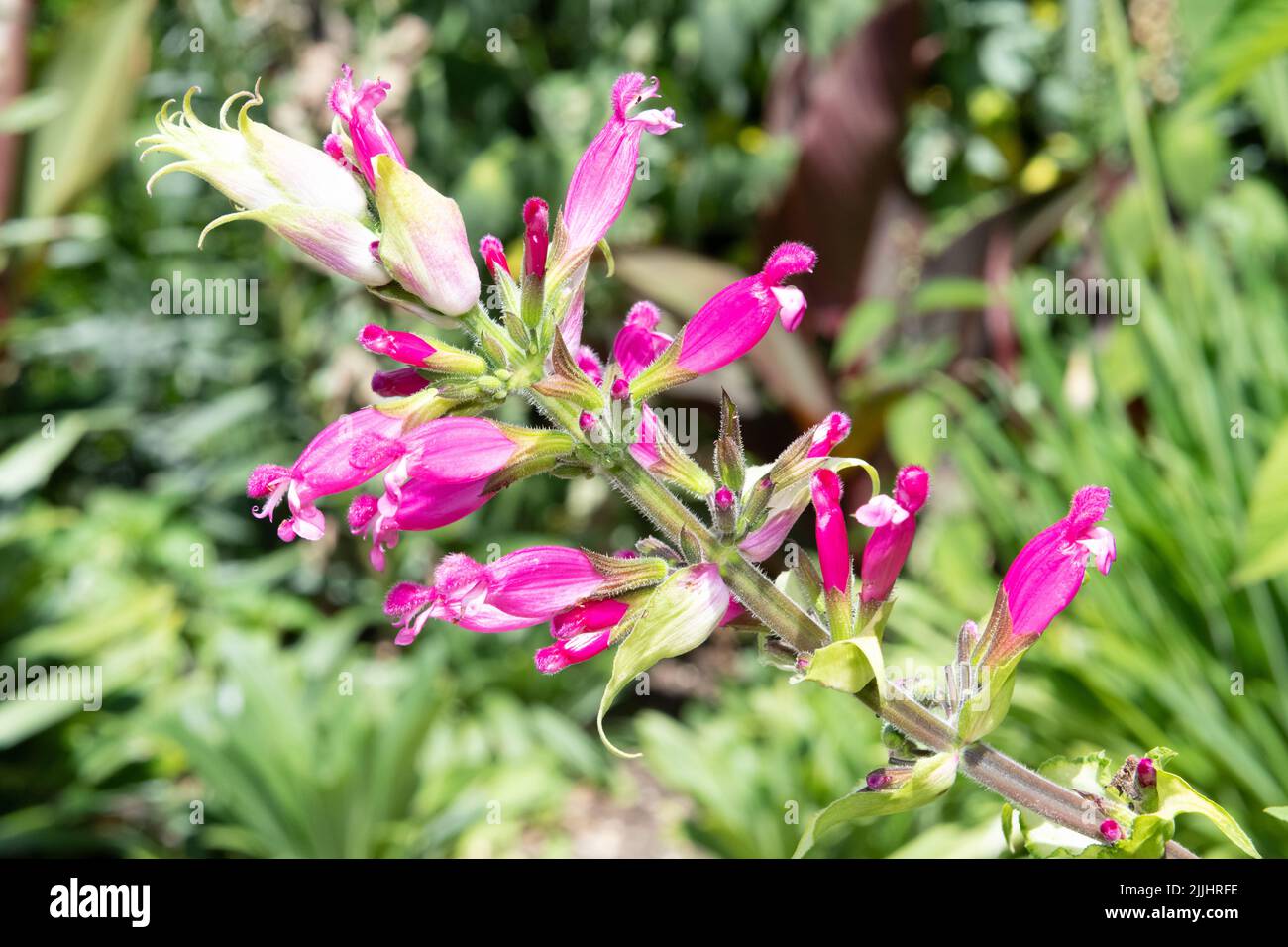 Close up of roseleaf sage (salvia involucrata) flowers in bloom Stock Photo