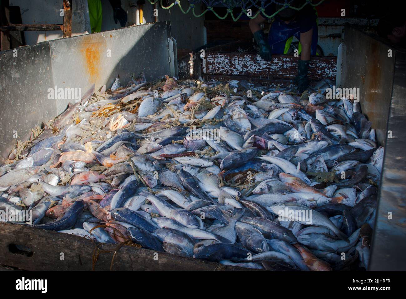 A Look at life in New Zealand: Freshly landed catch, from a deep-sea fishing trawler: Stock Photo