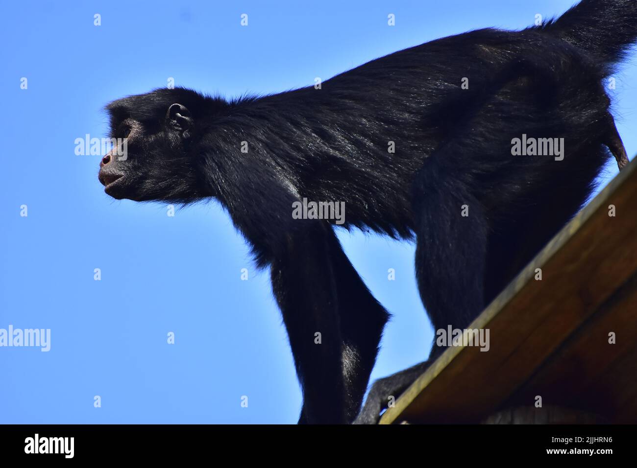 Spider monkey, a primate common on the Amazon Forest Stock Photo - Alamy