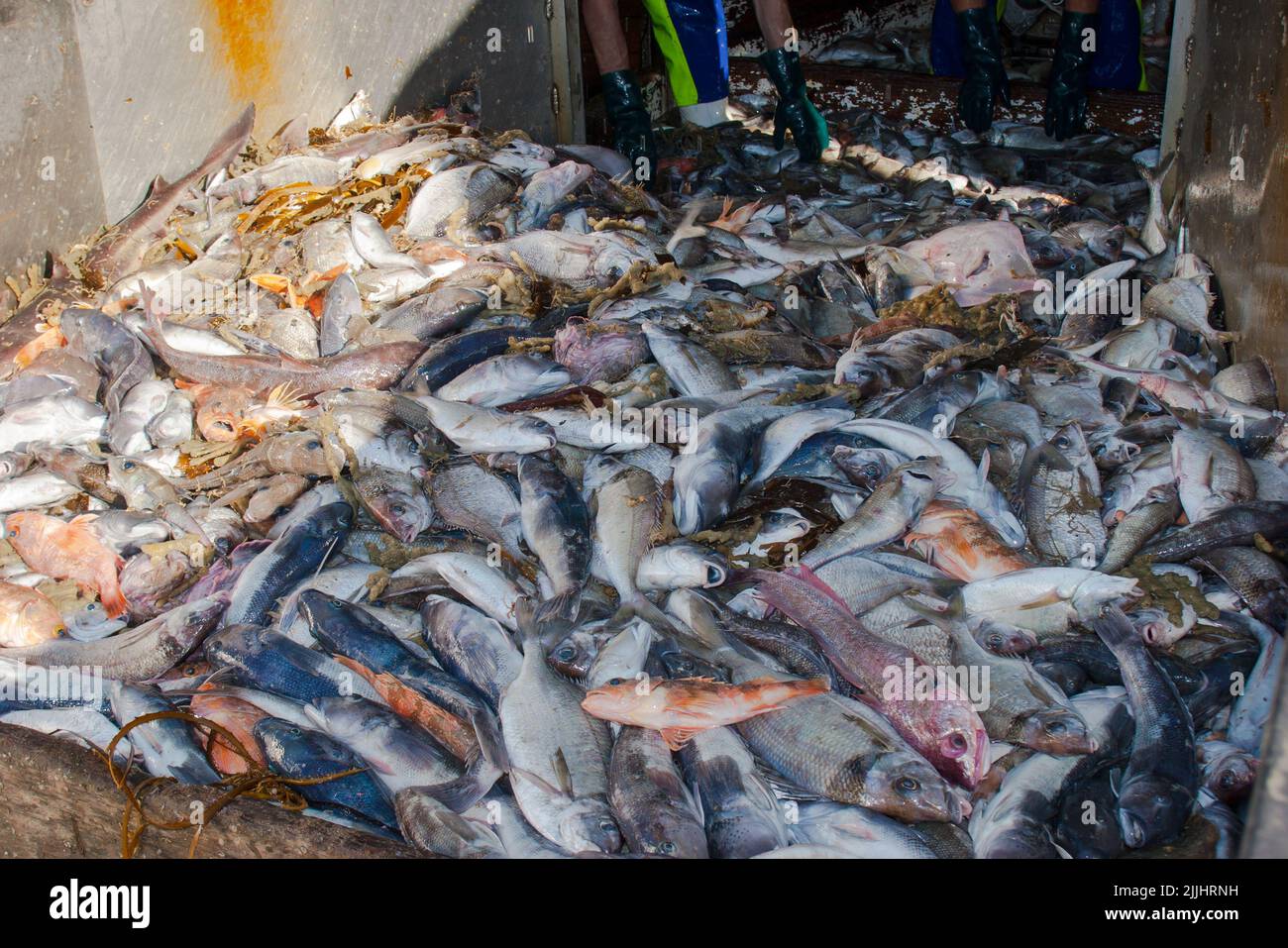 A Look at life in New Zealand: Freshly landed catch, from a deep-sea fishing trawler: Stock Photo