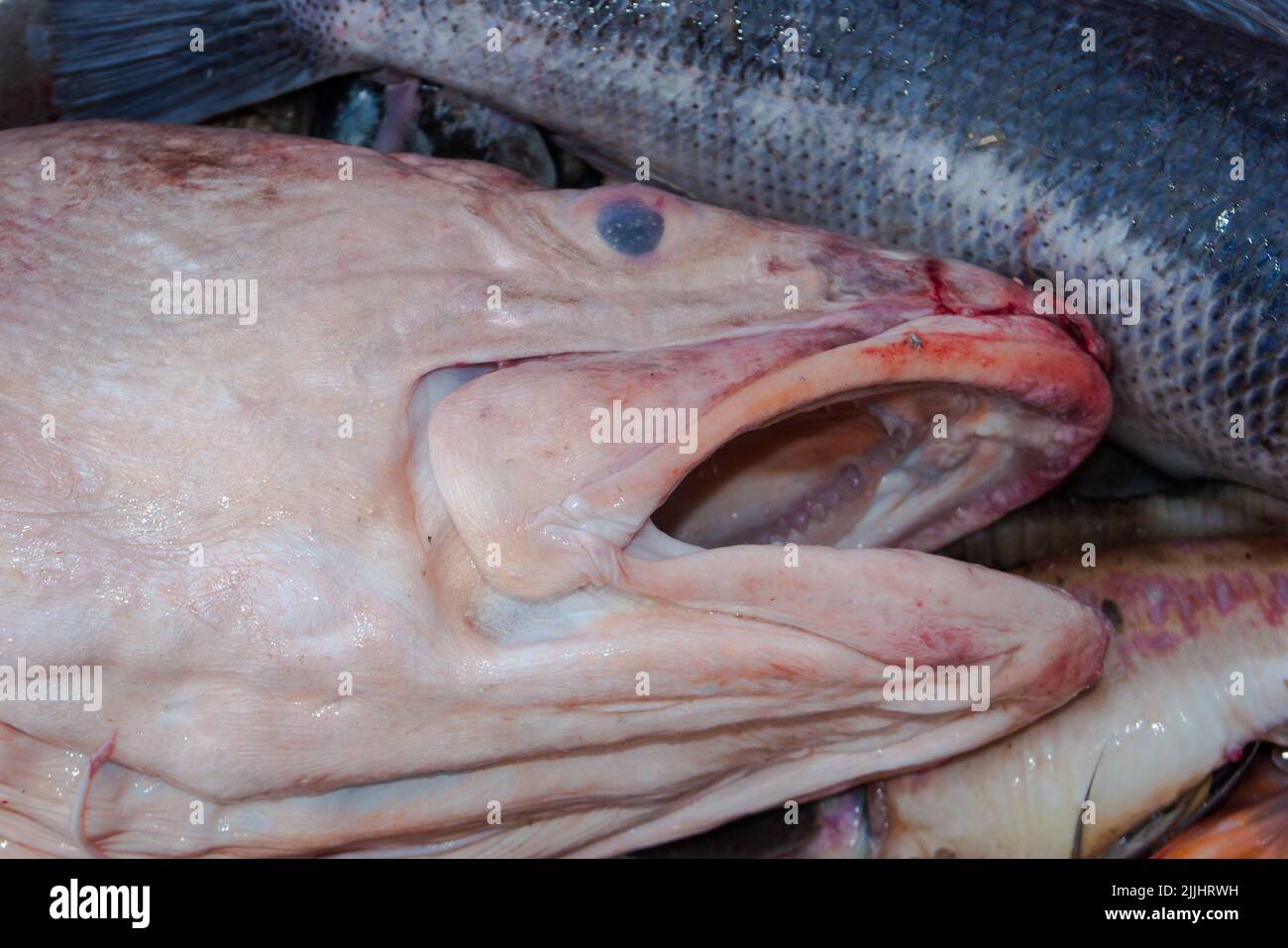 A Look at life in New Zealand: Freshly landed catch, from a deep-sea fishing trawler: Ling (Genypterus blacodes). Stock Photo