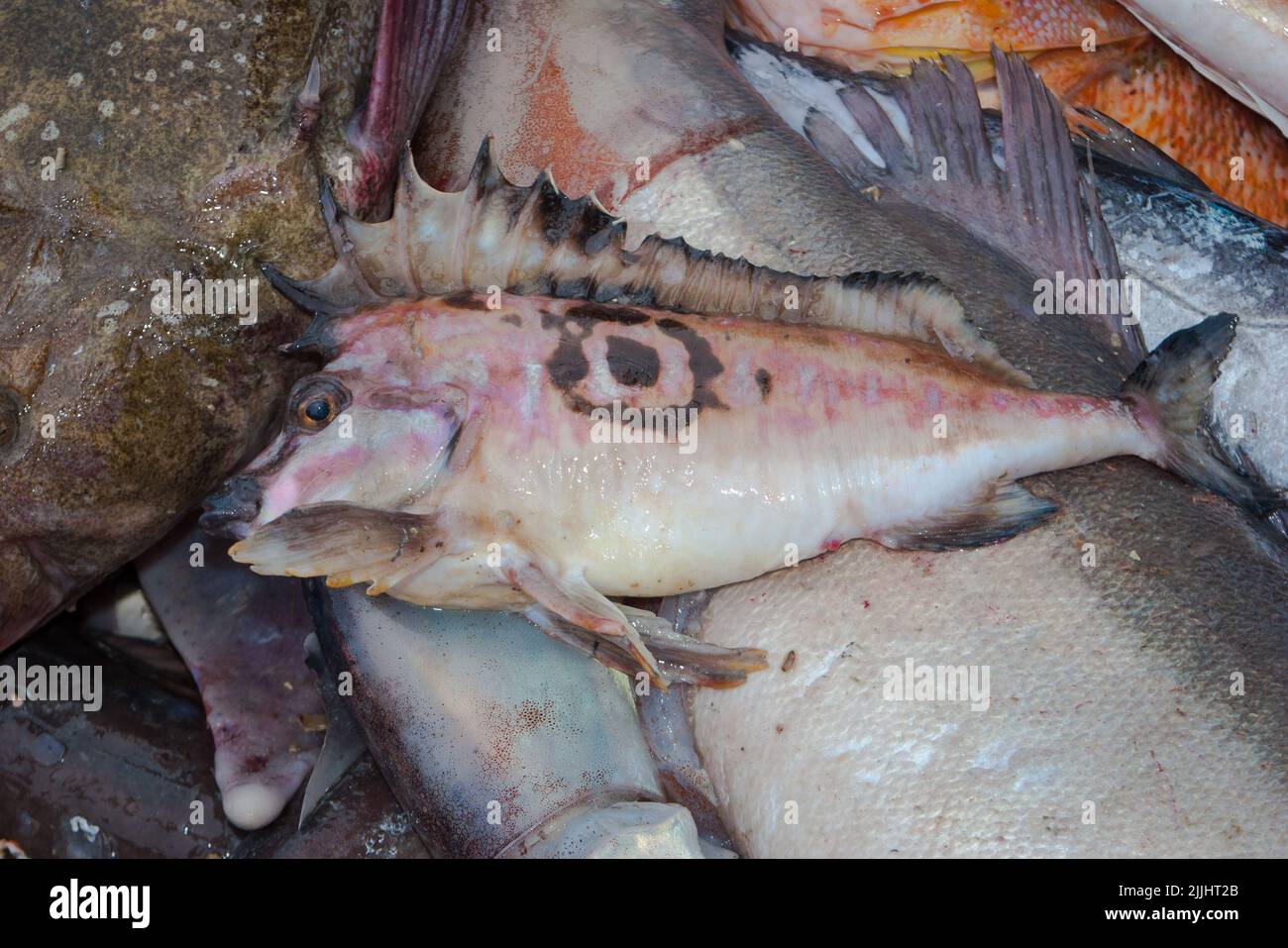 A Look at life in New Zealand: Freshly landed catch, from a deep-sea fishing trawler: Southern Pigfish (Congiopodus leucopaecilus). Stock Photo