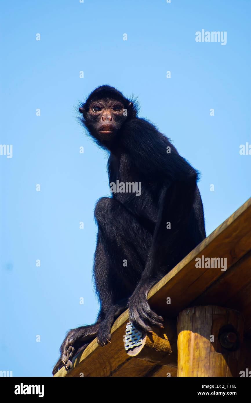 Spider monkey, a primate common on the Amazon Forest Stock Photo - Alamy