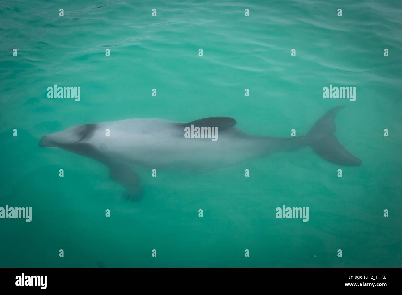 A Look at life in New Zealand. Hector's Dolphins: the smallest dolphin species in the world. (Cephalorhynchus hectori). Friendly little creatures. Stock Photo