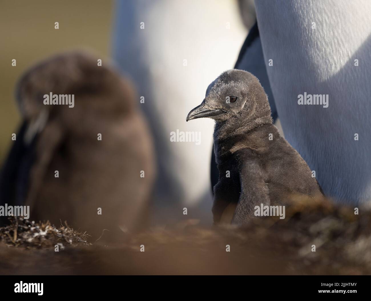 The king penguin (Aptenodytes patagonicus) is the 2nd largest species of penguin and breeds at several locations in the Falkland Islands Stock Photo