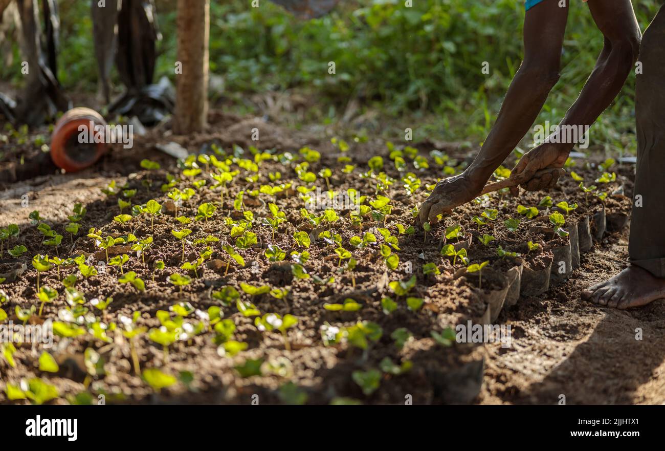 Arabica coffee tree in coffee nursery plantation in Africa Stock Photo