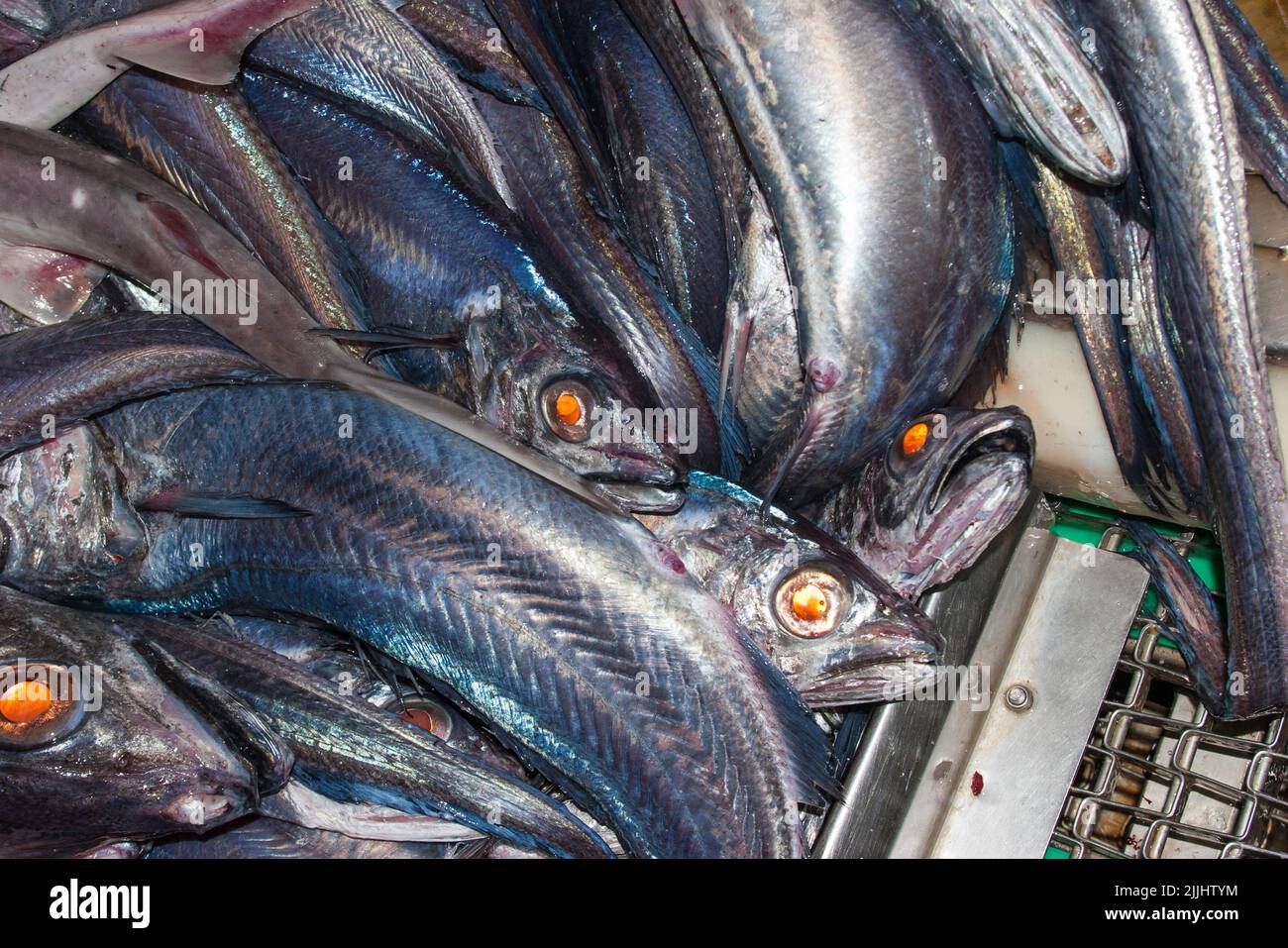 A Look at life in New Zealand: Freshly landed catch, from a deep-sea fishing trawler: Hoki fish (Macruronus novaezelandiae). Stock Photo