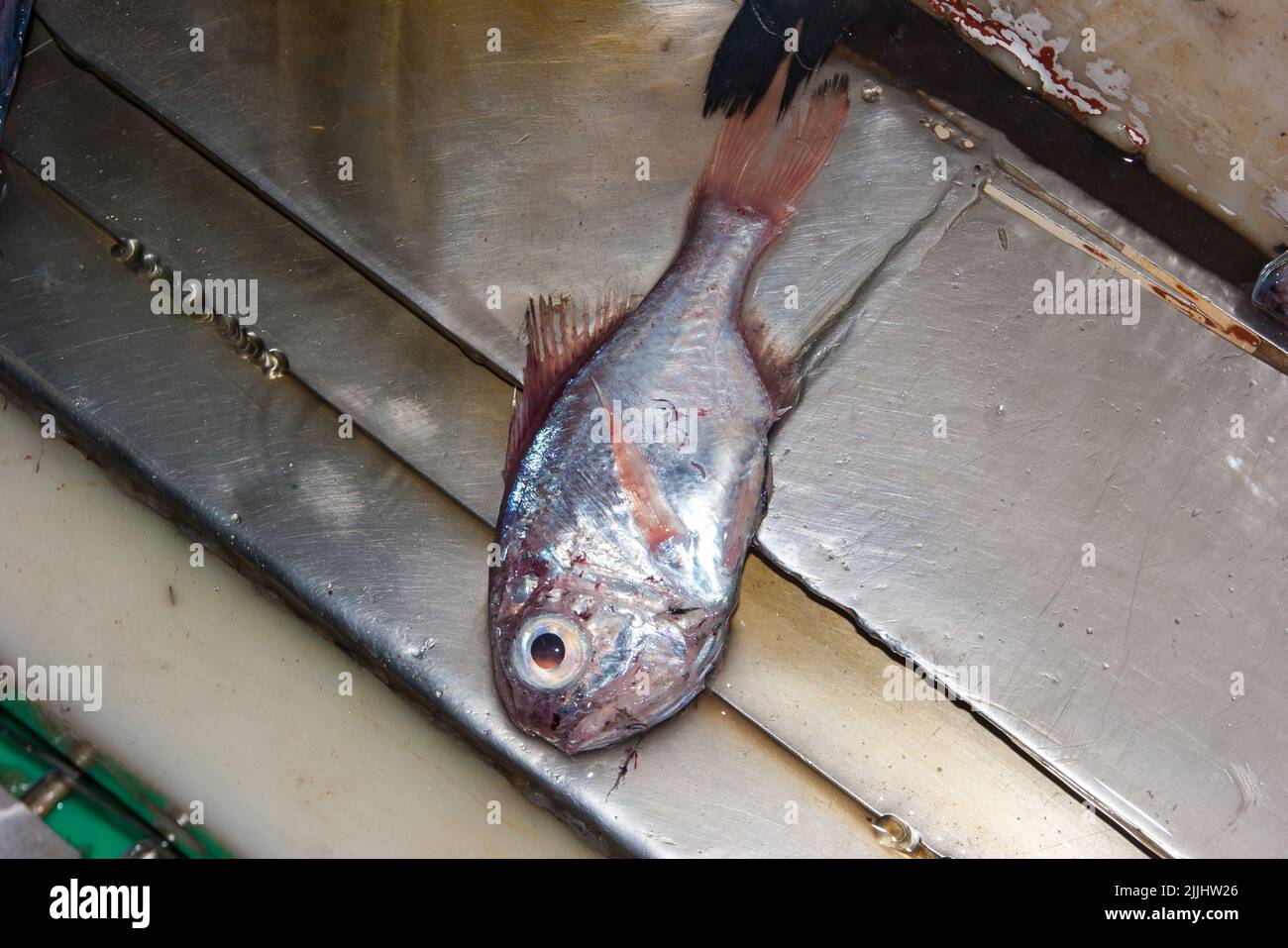 A Look at life in New Zealand: Freshly landed catch, from a deep-sea fishing trawler: Common Roughy (Paratrachichthys trailli). Stock Photo