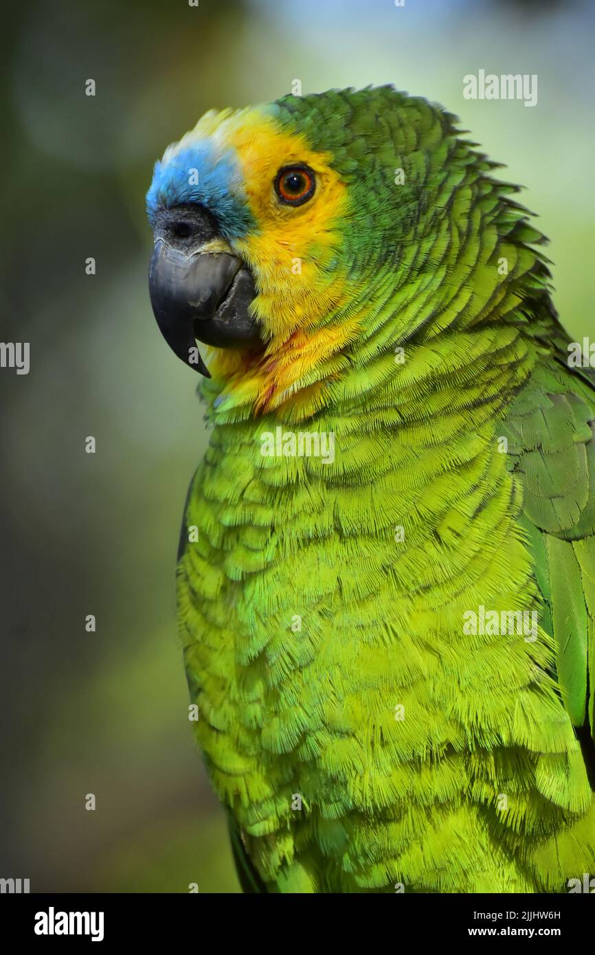 Blue Fronted Amazon Parrot, a commom parrot on the Amazon Forest Stock