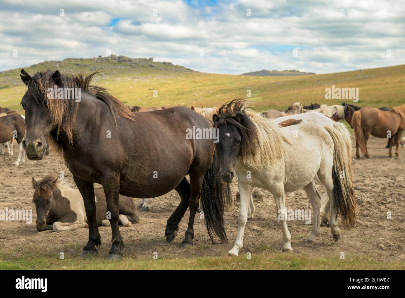 The Dartmoor pony is a breed that is native to the British Isles. They can be found roaming the moorlands of Dartmoor National Park in Devon. Stock Photo