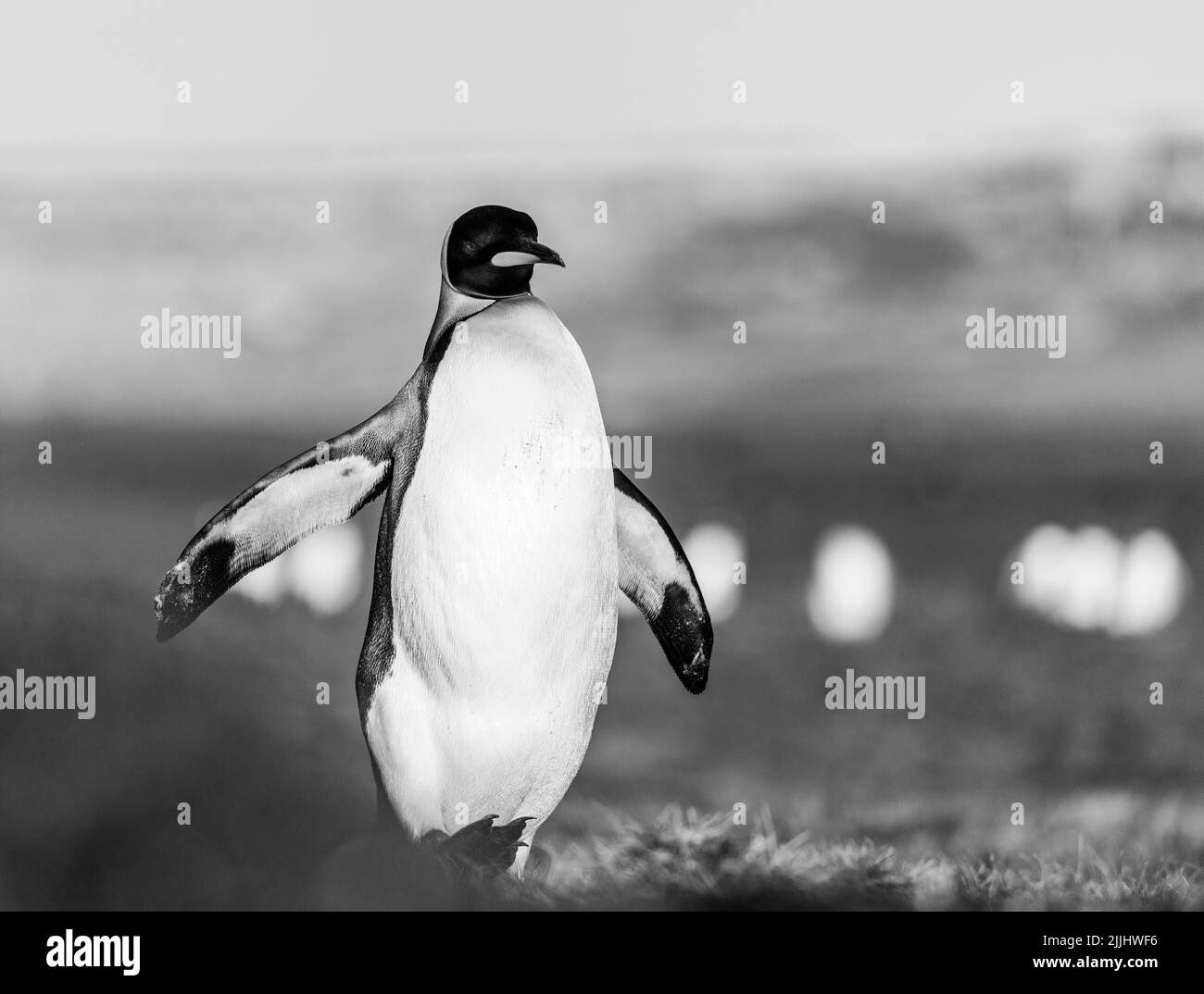 The king penguin (Aptenodytes patagonicus) is the 2nd largest species of penguin and breeds at several locations in the Falkland Islands Stock Photo