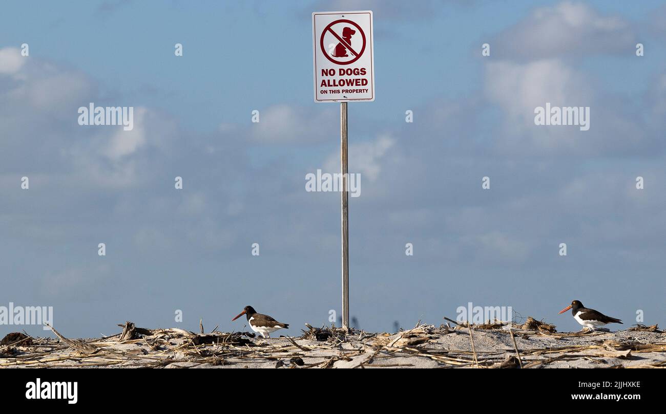 Crab Bank Island near Mt. Pleasant, S.C. Crab Bank is a bird sanctuary